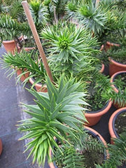 Araucaria Araucana - Andentanne - Chilenische Schmucktanne - 40-50 Cm