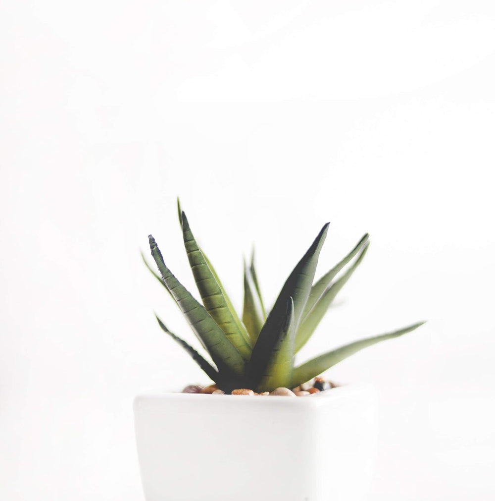 1L Lewatit HD-50, granule de îngrășământ hidroponic de înaltă calitate, pe termen lung, perfect pentru toate plantele ornamentale, efect pe termen lung de până la 6 luni