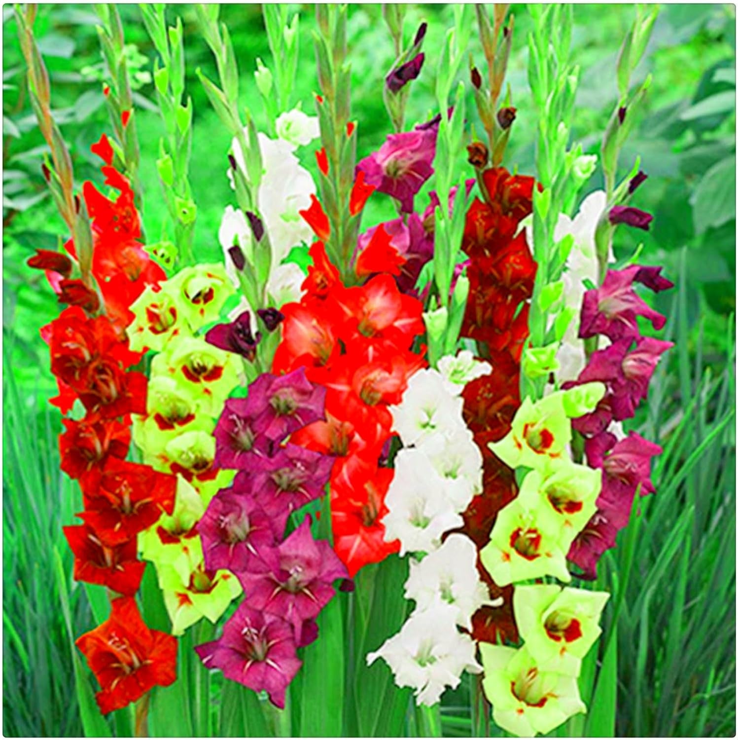 Lebende Pflanzen,Mehrjährige Blumenzwiebel ist winterhart, Winterhart pflanzen, Mysteriöse magische Glühbirne, Blumenzwiebel Mix-4 Oxalis Triangularis Blumenzwiebeln