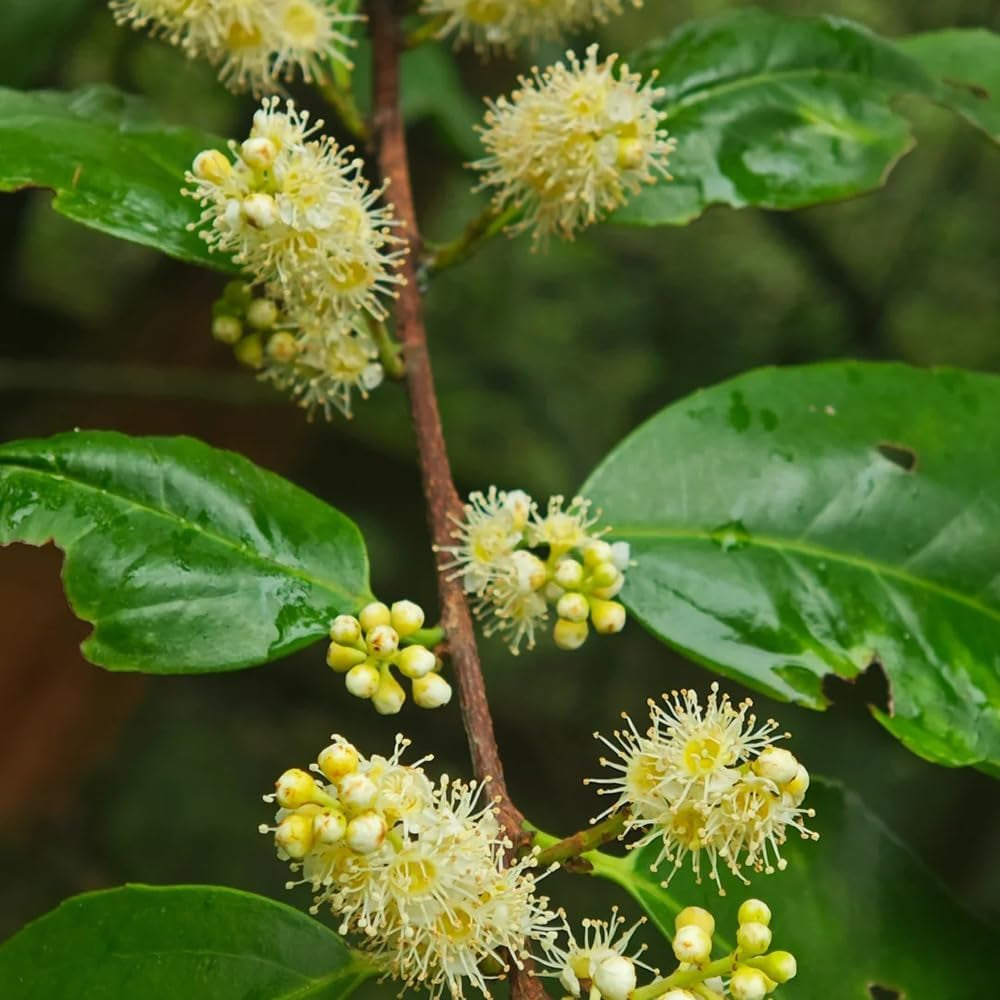 Kirschlorbeer, Prunus Laurocerasus, Pflanzensamen Kirschlorbeer Winterhart, Balkonpflanzen Garten Alte Sorten 200Samen