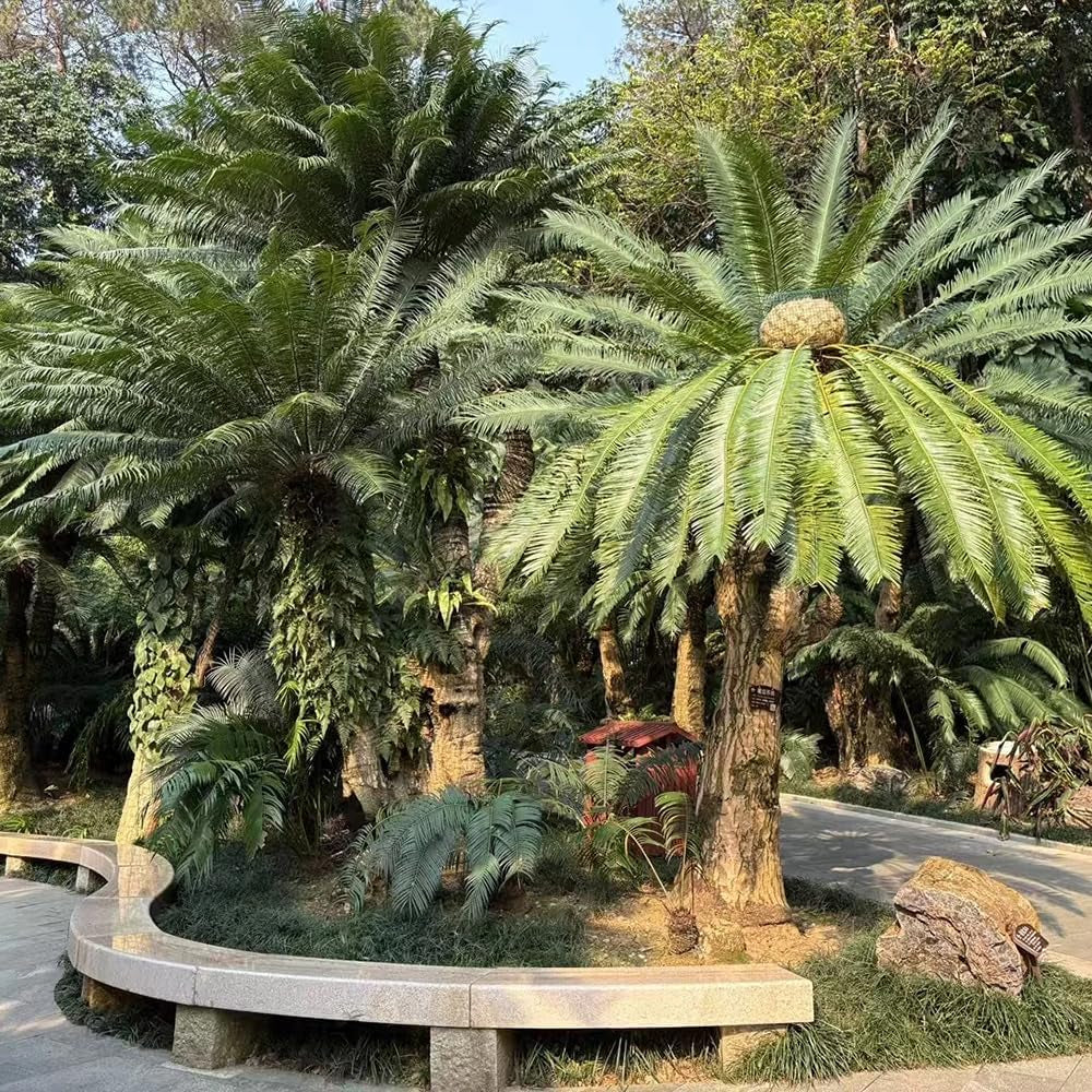 Palmfarn Deko Wohnzimmer Grünpflanzen, Gartendeko Für Draußen Exotische Winterhart Minigarten 12Samen