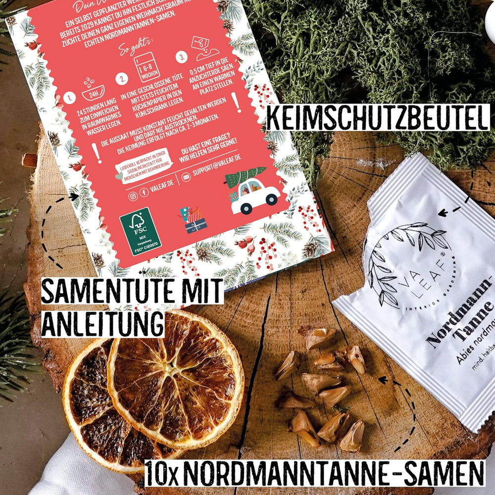 Weihnachtsbaum 2030 – Nordmann Weihnachtsbaumsamen zum Pflanzen eines Weihnachtsbaumes, ideal als Wichtelgeschenk zu Weihnachten