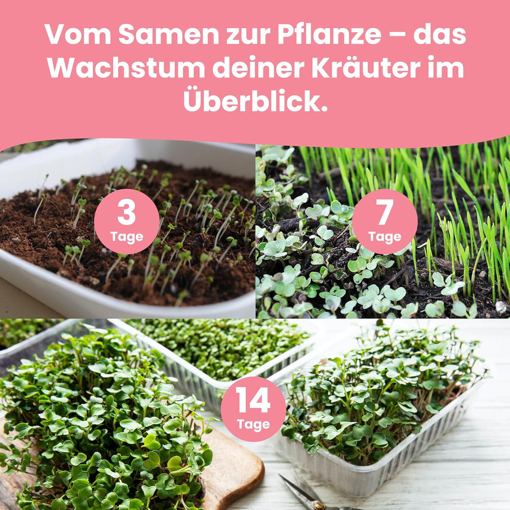 LERAVA Kräutersamen Set – 12 Sorten: Basilikum Samen, Parsilie Samen, Koriander, Oregano & mehr – Saatgut für frische Kräuter im Garten oder Topf, Premium Samen für Küche & Balkon – Samenset, Samen