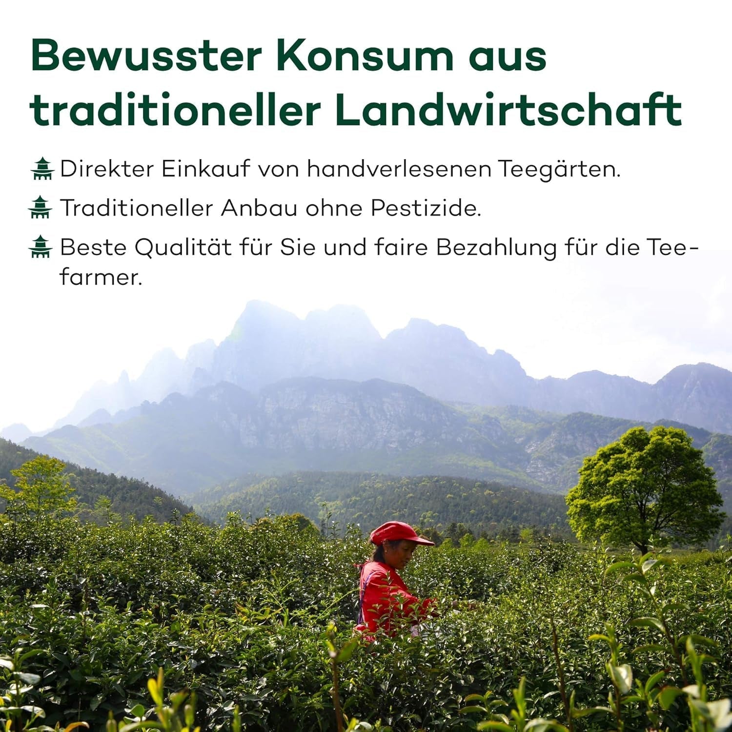 Ceai Oolong cu lapte din Alishan, Taiwan | Jin Xuan Milky Oolong de înaltă calitate 100% natural, fără arome (100 g)