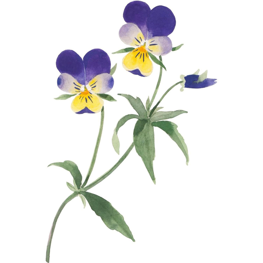 WELEDA Bio Skin, Pflegecreme für sehr trockene Haut, 75 ml Dusche und Bad Naty Shop