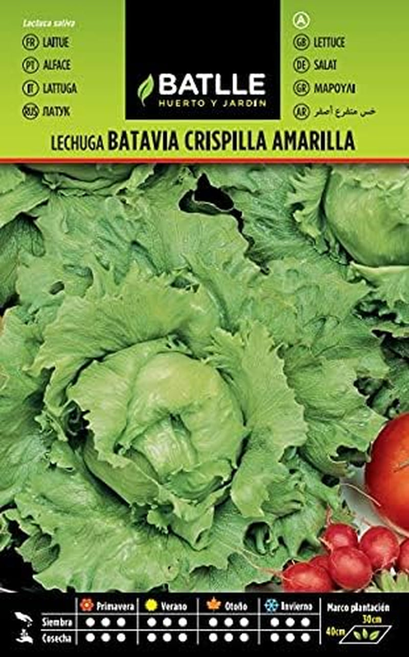 Batlle Gemüsesamen - Frühlings Kopfsalat Dorada De Primavera (6400 Samen)