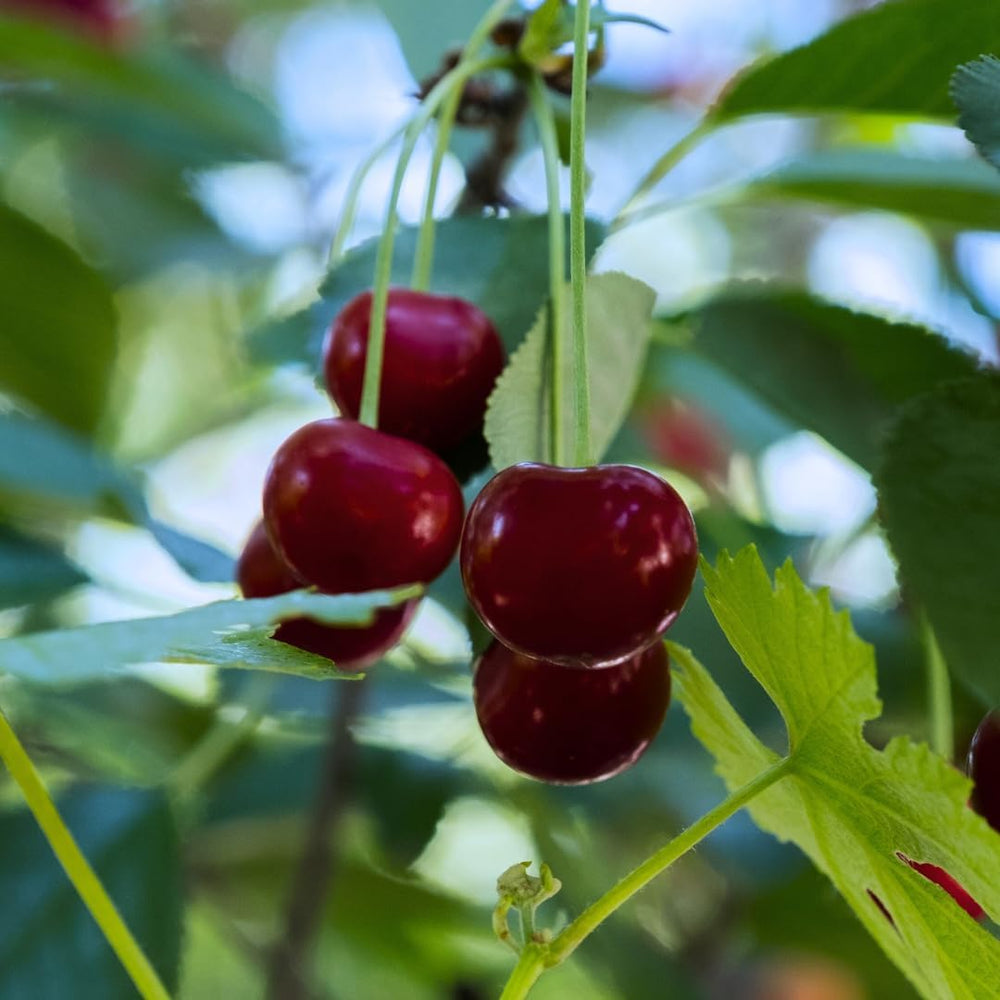 Zwerg-Süßkirschbaum Lapins Auf Gisela 5 – Selbstfruchtend, Obstpflanze Im Topf Ø 20 Cm — Höhe 150-170 Cm, Alter: 2 Jahre – Italienische Baumschule