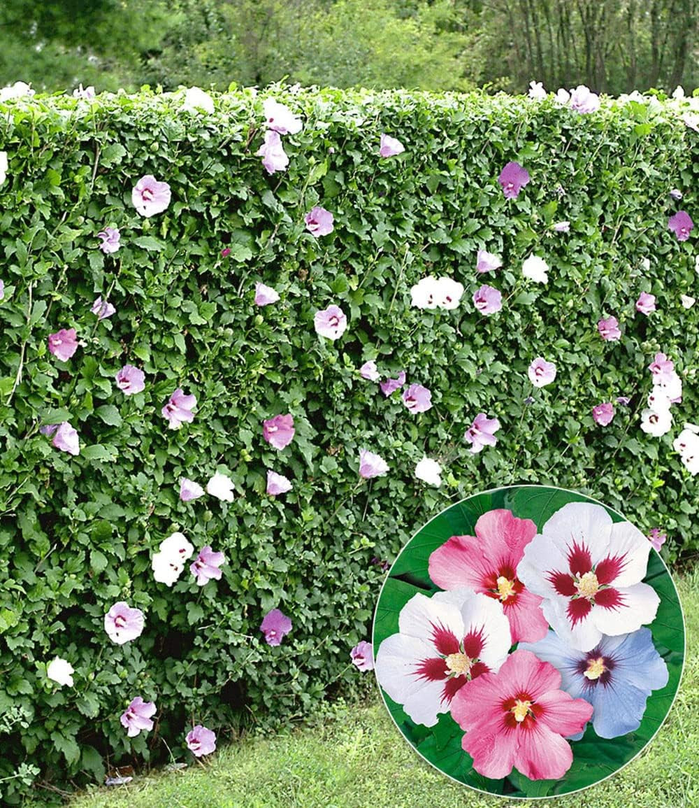 BALDUR Garten 10Er Gemischte Hecken-Kollektion, Pflanzen Im 9X9 Cm-Topf, Je 5 Pflanzen Hibiskus-Hecke Und Leyland-Zypressen-Hecke, Winterhart, Blühend, Hibiscus Syriacus, Cupressocyparis Leylandii