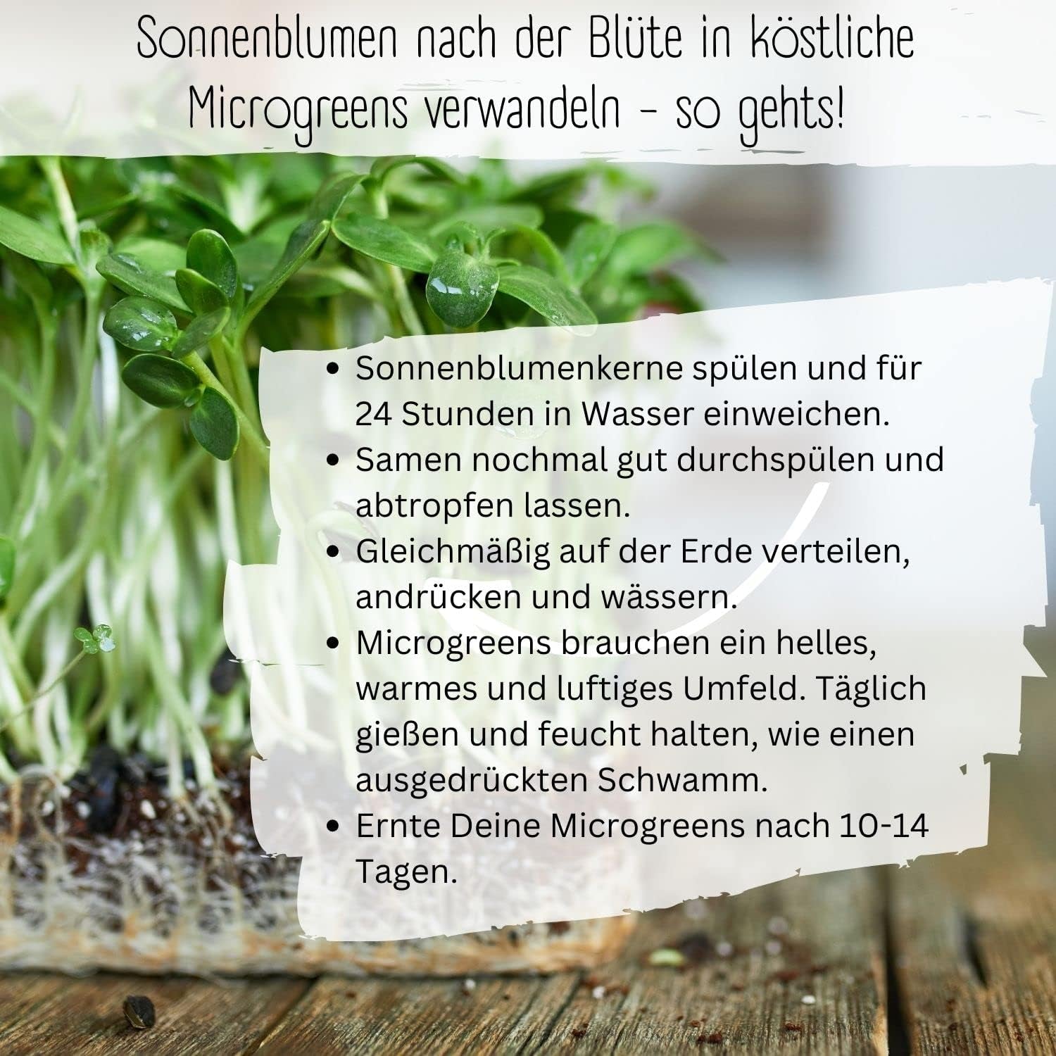 Bio-Sonnenblumenkerne, verzweigt, 20 Sonnenblumenkerne mit hoher Keimrate, Sonnenblumenkerne für den Garten, Balkon, Blumenbeet oder Gastgeschenk. Frei bestäubte Blumensamen.