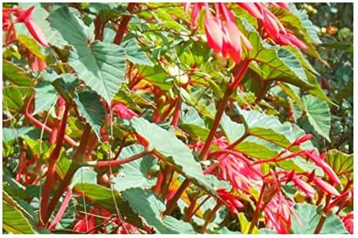 Stk - 10X Begonia Ferruginea Ziersträucher Garten Pflanzen - Samen ID334 -