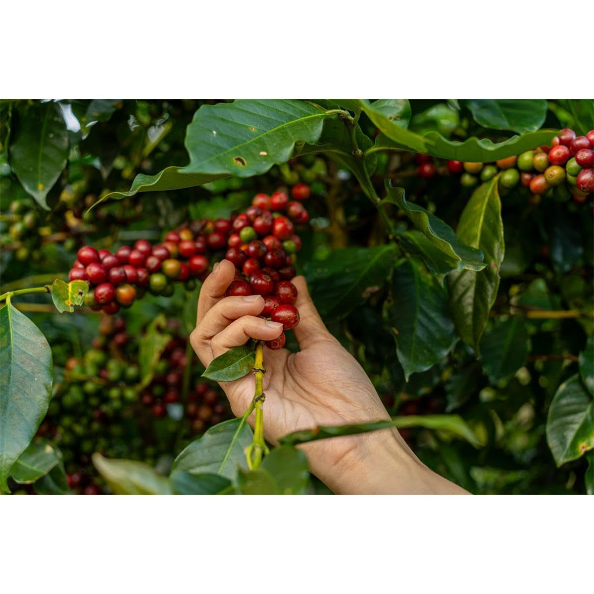 Koffie segafredo intermezzo bone 1000gr | Zak a 1000 grame | 8 bucăți