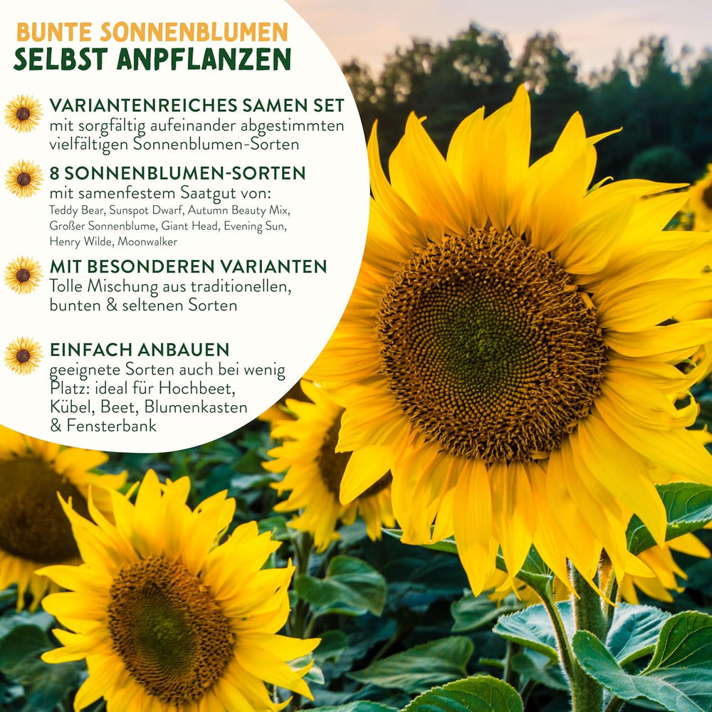 Sonnenblumenkern-Set - 8 Sorten Sonnenblumenkerne - Sonnenblumenkerne im praktischen Pflanzset - Sommerblumensamen, Wildblumenmischung - Blumensamen zum Einpflanzen