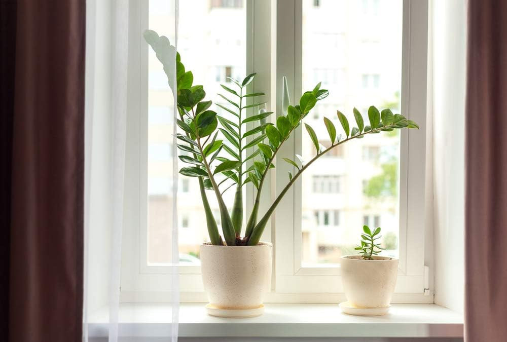 Bloomique | Smaragdpalme Für 2 Stück - Zamioculcas - Zimmerpflanze Im Scheitel ⌀17 Cm - Höhe 60 Cm
