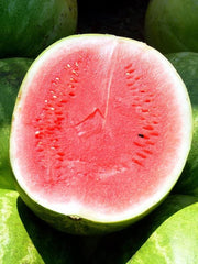 Wassermelone 'Crimson Sweet' (Citrullus Lanatus) - Ca. 10 Samen
