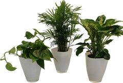 , Zimmerpflanzen Tropic-Trio, Efeutute, Zimmerpalme Und Dieffenbachia