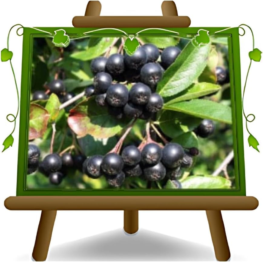 Aronia Melanocarpa Schwarz Obstpflanze Auf Topf Von 20 - Baum Max. 100-120 Cm - 2 Jahre
