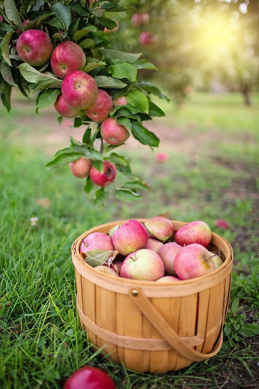 Apfelbaum Rosafarbener Apfel – Antike Sorte, Topf Ø 20 Cm, Höhe 150–170 Cm, Alter: 2 Jahre – Italienische Baumschule