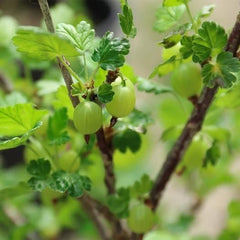 Gelbe Stachelbeere - Obstpflanze Auf Blumentopf 20 - Baum – 2 Jahre Anbau Italien