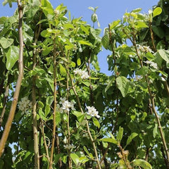 Birnbaum Birne Früh Von Fiorano - Obstpflanzen Auf Blumentopf Einer Vase Von 20 - Baum Max 170 Cm – 2 Jahre Anbau Italien