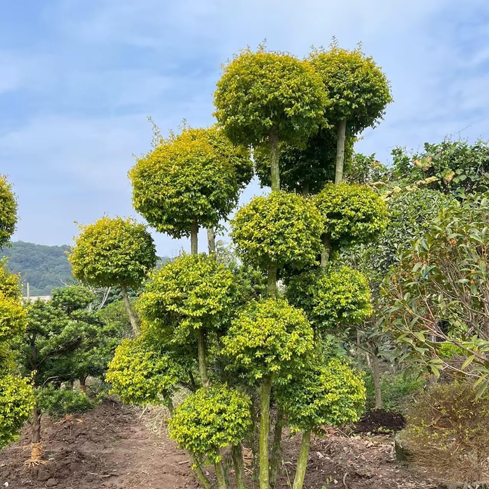 Liguster Heckenpflanzen Luftreinigende Zimmerpflanzen Liguster Büropflanzen Immergrüne Seltene Gartendeko Für Draußen Winterharte Garten Deko Pflanzensamen Bodendecker 200Samen