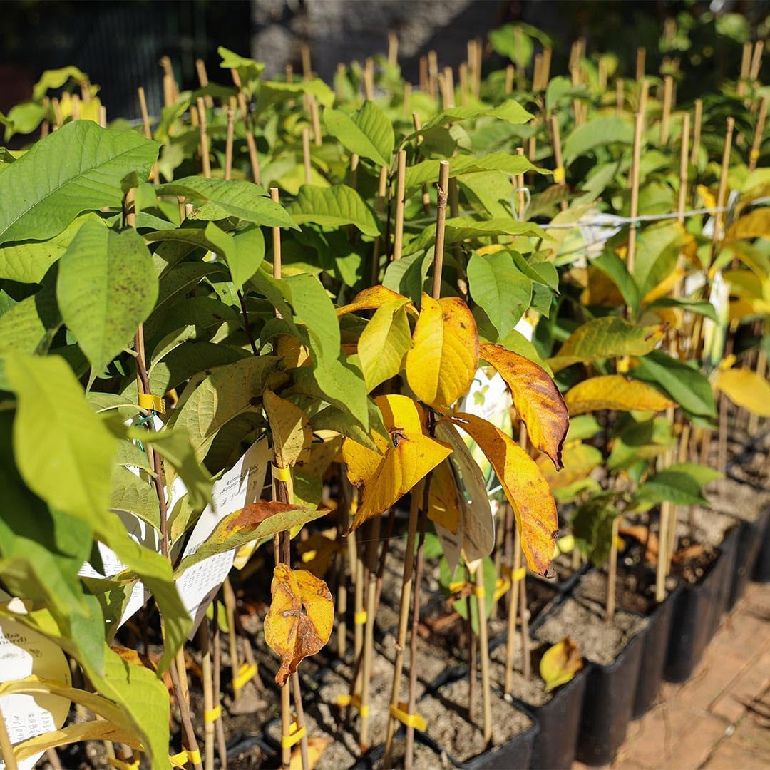 Asimina Triloba Sunflower (Pawpaw) Obstpflanze Antik Auf Topf 18-Max. 50Cm