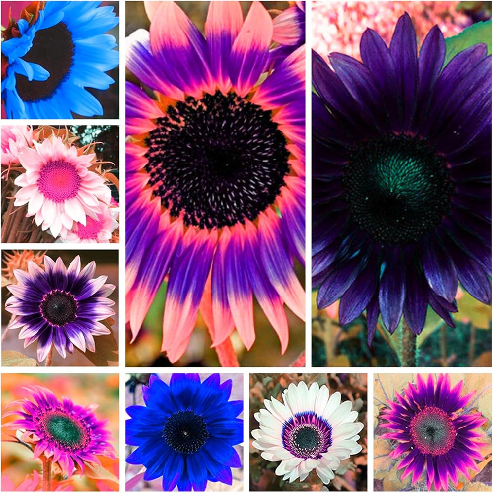 Blumenzwiebelmischung, Mystery Magic-Zwiebel, winterharte Pflanzung, winterharte mehrjährige Blumenzwiebel, winterharte Blumenzwiebeln – 3 Orchideenzwiebeln