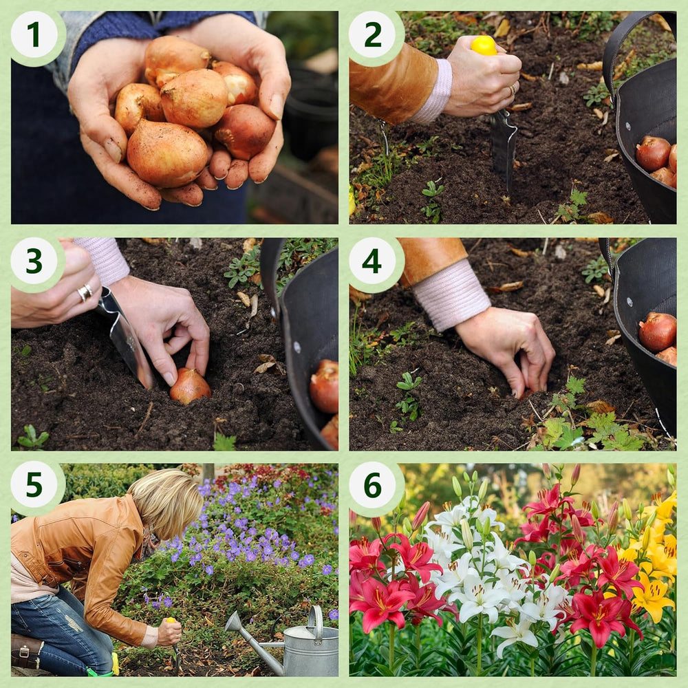Winterharte mehrjährige Lilienzwiebeln – Orientalische Lotusmischung – 10 Zwiebeln – Exklusive niederländische Blumenzwiebeln – Für Garten und Töpfe (große kernlose Zwiebeln, nicht künstlich)