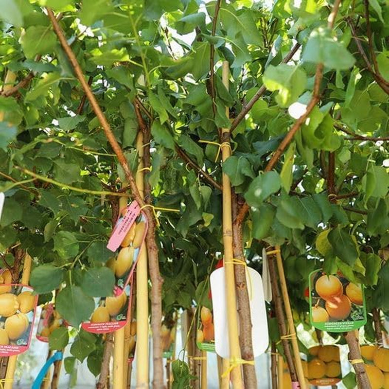 Aprikosenbaum Rubini Maria Obstbaum Im Topf 20 Cm Höhe Ca. 170 Cm – Alter 2 Jahre - Italienische Gärtnerei