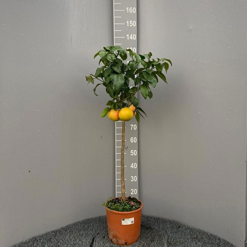 SAVINI VIVAI Grapefruitpflanze, Rosa Grapefruit-Zitrusbaum Im 20 Cm Topf, Höhe 70 Cm, 2-3 Jahre Veredelung, Hergestellt in Italien
