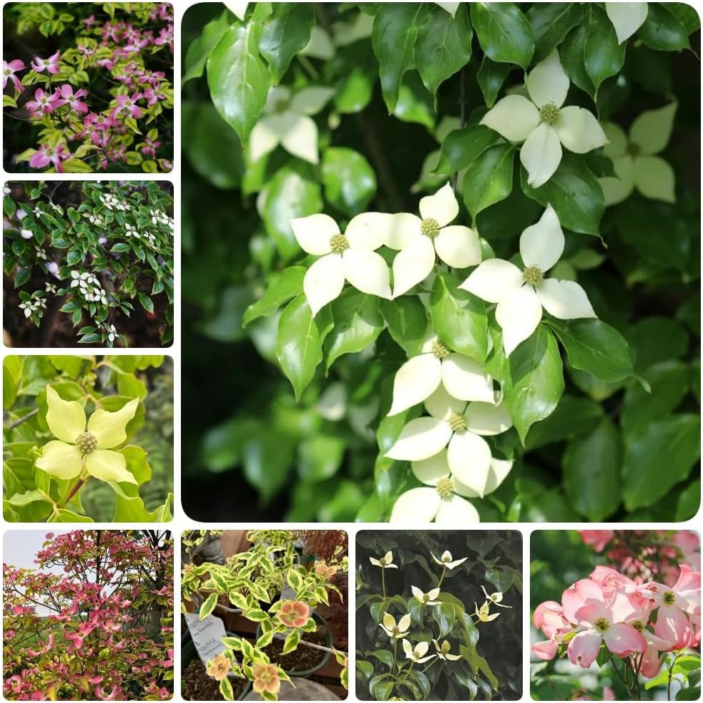 Hartriegelsamen, Steingartenpflanzen Cornus Kousa, Gartenpflanzen Balkonpflanzen Blühende Sträucher Winterhart 500Pcs