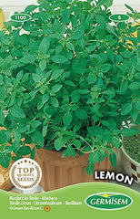 Basilikum LEMON