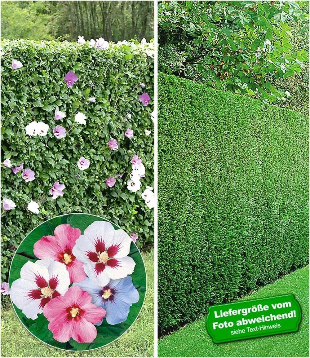BALDUR Garten 10Er Gemischte Hecken-Kollektion, Pflanzen Im 9X9 Cm-Topf, Je 5 Pflanzen Hibiskus-Hecke Und Leyland-Zypressen-Hecke, Winterhart, Blühend, Hibiscus Syriacus, Cupressocyparis Leylandii