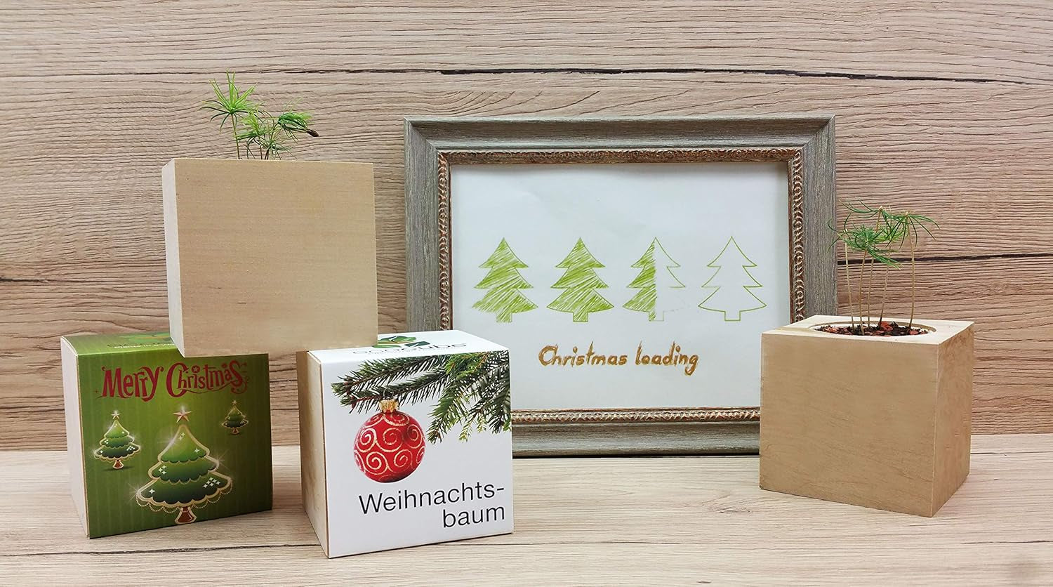 Feel Green Ecocube Weihnachtsbaum/Xmas Tree, Nachhaltige Geschenkidee (100% Eco Friendly), Grow Your Own/Anzuchtset, Pflanzen Im Holzwürfel, Made in Austria