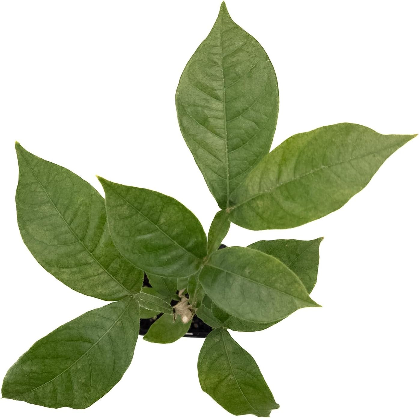 1 Eiscremebohne | Aus Samen Gezogen Im 9Cm Topf | Inga Edulis | Selten in Der EU | Südamerika | Affenschwanz-Inga | Joaquiniquil | Cuaniquil | Guama | Guaba | Zimmerpflanze