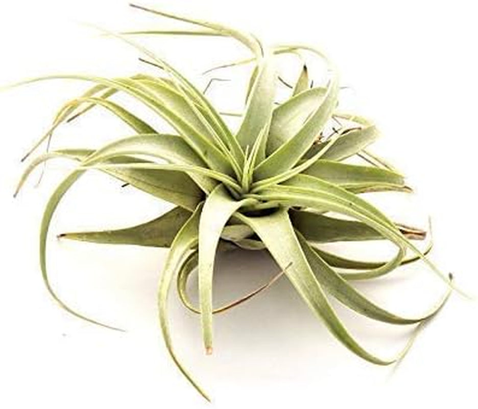 Tillandsia Bonsai Luft Pflanzen Innen Zimmerpflanze Hochzeit Für Geschenk Oder