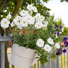 Petuniensamen: Premium-Petuniensamen für rund 400 Petunienpflanzen – Wunderschöne Petuniensamen für Balkon- und Gartenpflanzen – Blumensamen – Kriechpetuniensamen – Balkonblumen von OwnGrown