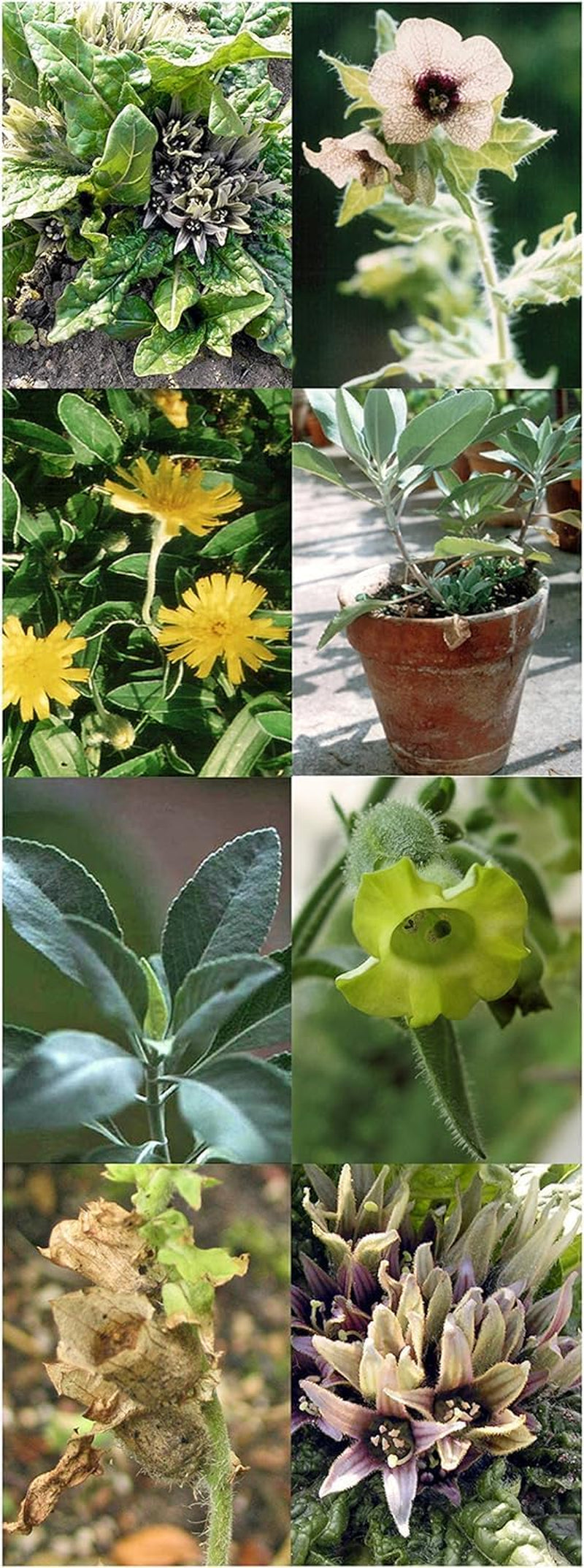 Magic Garden Seeds - Zauber- & Schamanenpflanzen - Samen Geschenk Set Mit 5 Magischen Kräutern Für Magie Im Garten - Kräuter Anzuchtset Mit Alraune, Bauerntabak, Salbei, Bilsenkraut Und Habichtskraut
