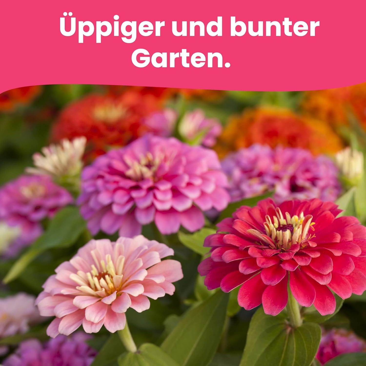 LERAVA-Blumensamen (12 Sorten) – winterharte Stauden – Garten- und Balkonsamen – schnelle Keimung für einfache Aussaat – pflegeleichte Blumenmischung für kontinuierliche Blüte