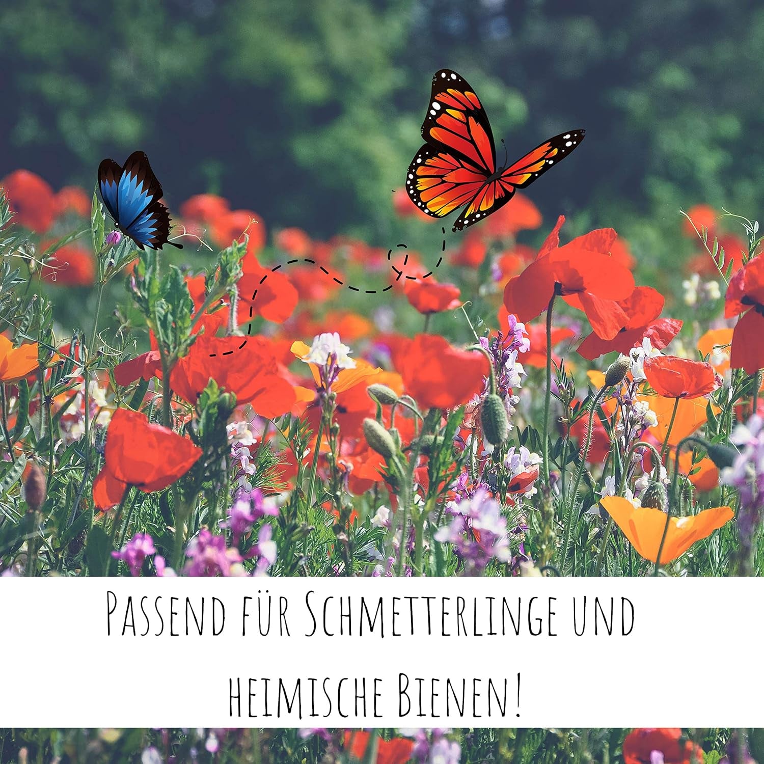 100g Schmetterlingssamen für eine bunte Blumenwiese – Bunte und nektarreiche Wildblumensamenmischung für Schmetterlinge
