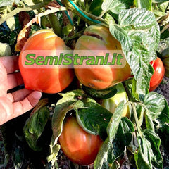 200 TOMATENSAMEN in 20 SELTENE SORTEN REICH an NÄHRSTOFFKONSTANTEN + LEITFADEN: ITALIENISCHE RIESENTOMATE, KRIMSCHWARZ, GRÜNES ZEBRA, INDIGO ROSE, CHEROKEE PURPLE, ROMA, SAN MARZANO Usw