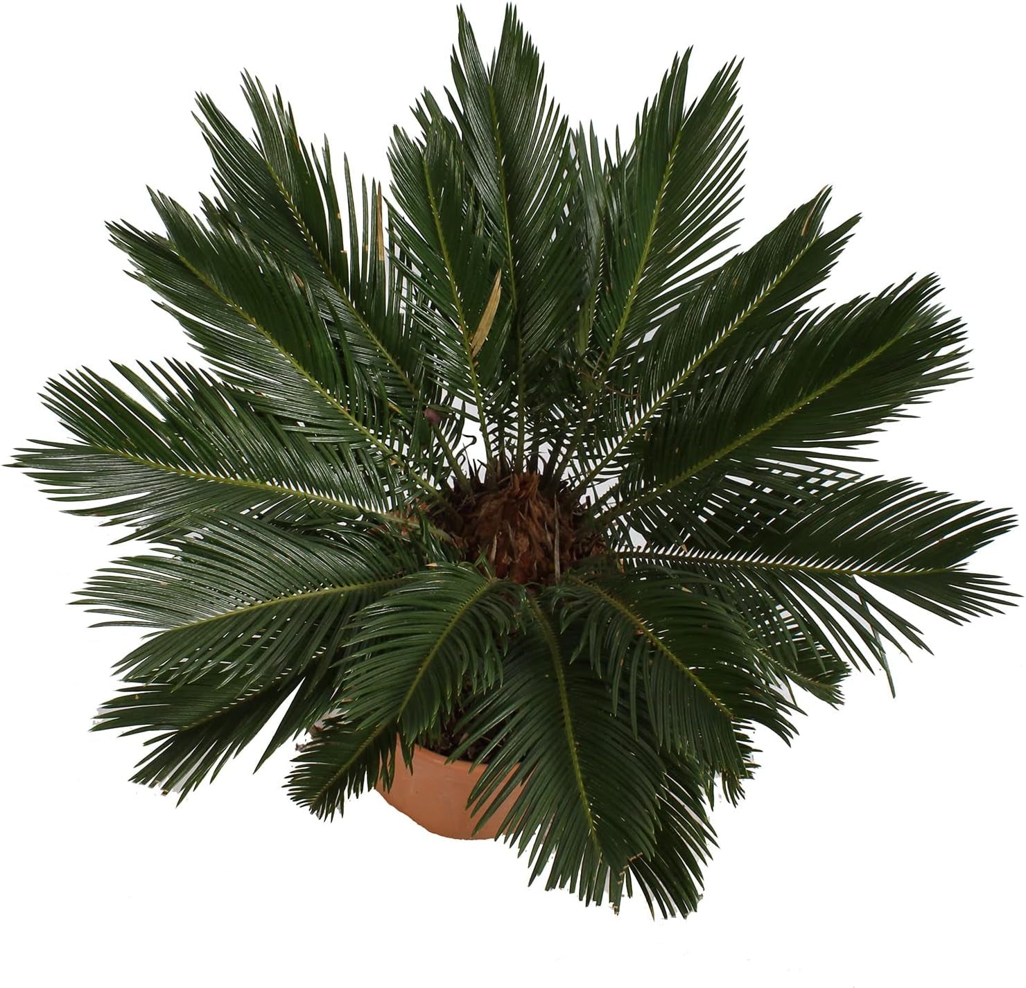 KENTIS - Cycas Revoluta Zwergpalme - Echte Palme Für Den Außenbereich Gartenpflanze - Hoch 100-125 Cm Topf Ø 30 Cm