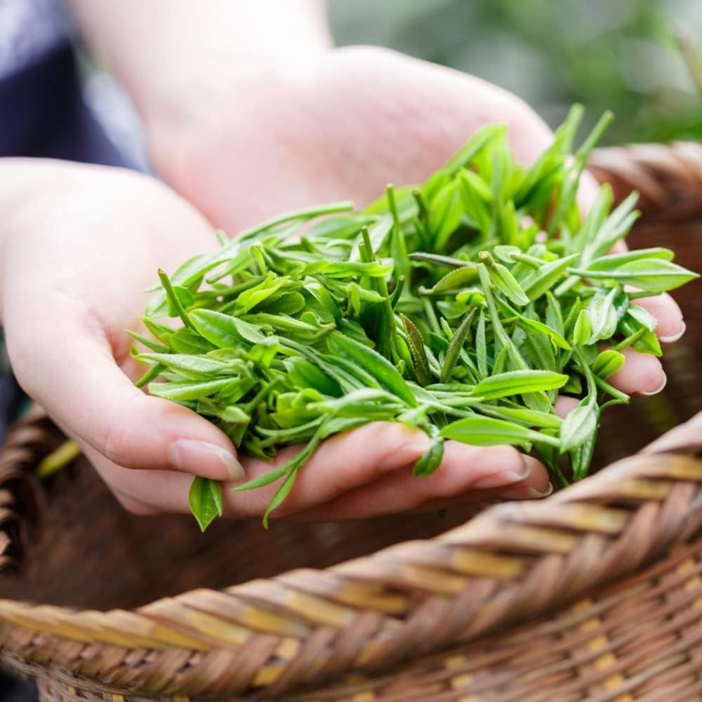 Teepflanze, Grüner Tee Zimmerpflanzen Immergrüne Teebaum Exotische Bio Grünpflanzen Garten Baumsamen Bonsai Balkonpflanzen Frühlingsblumen Bonsaibaum Kletterpflanzen Herbstpflanzen Für 60Samen