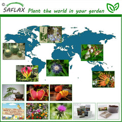 SAFLAX - Afrikanischer Tulpenbaum - 30 Samen - Spathodea Campanulata