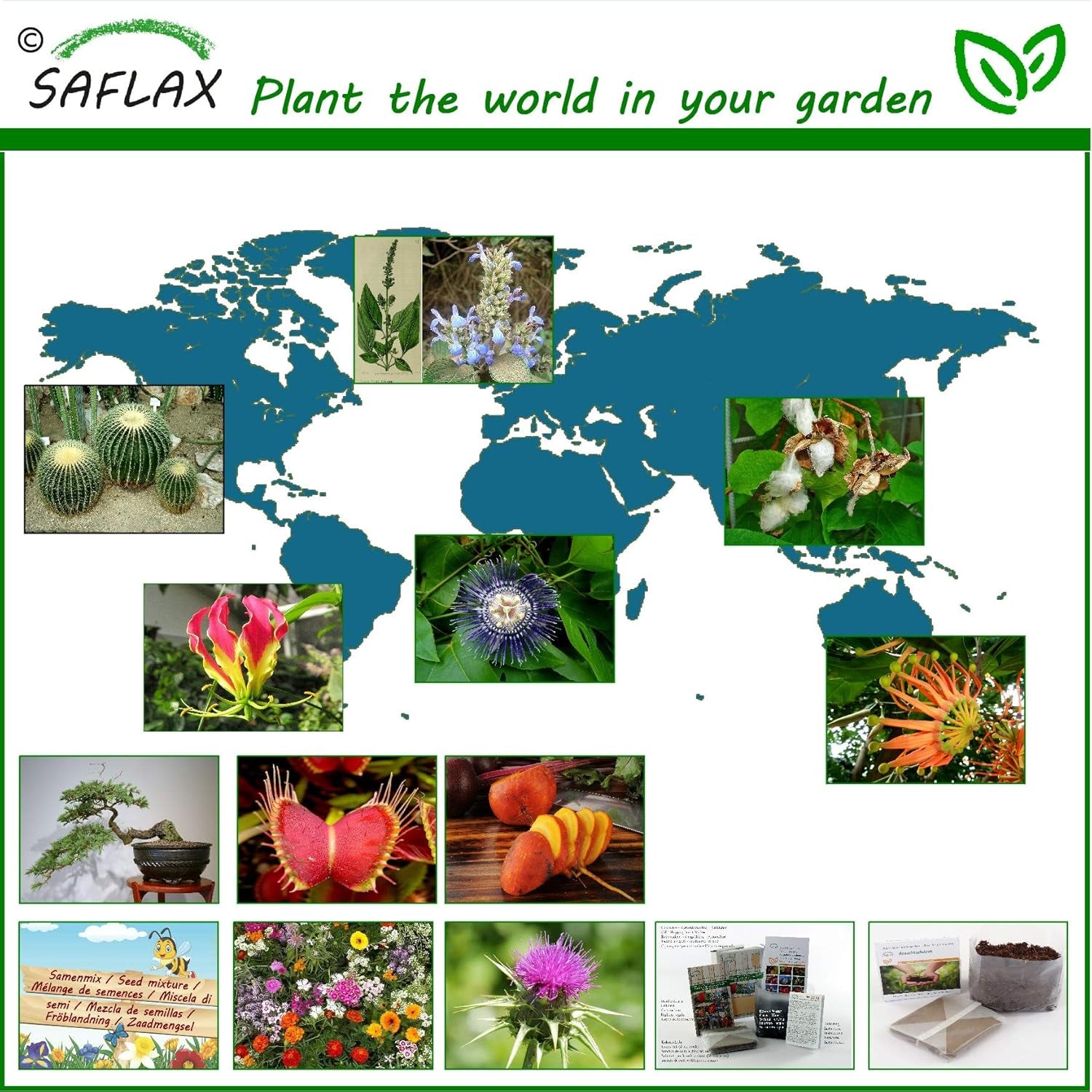 SAFLAX - Joshua Tree - 10 Samen - Yucca Brevifolia
