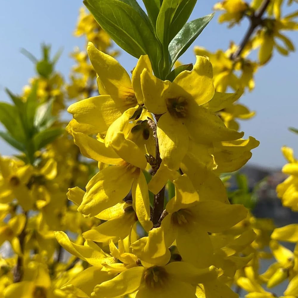 Forsythiesamen - Winterhart Steingarten Stauden Alte Sorten 250Pcs