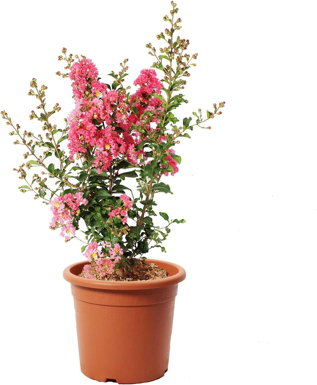KENTIS - Lagerstroemia Indica Rote - Blühende Plfanzen - Echte Pflanzen Für Garten - Balkon Pflanze - Heckenpflanze – Hoch 60-80 Cm Topf Ø 24 Cm