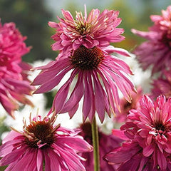 6 x Garten Scheinsonnenhut 'Doubledecker' - Echinacea Purpurea 'Doubledecker' Topf 9x9cm: Doppelte Blüten, einzigartige Optik, zieht Bienen an, ideal für Gärten.