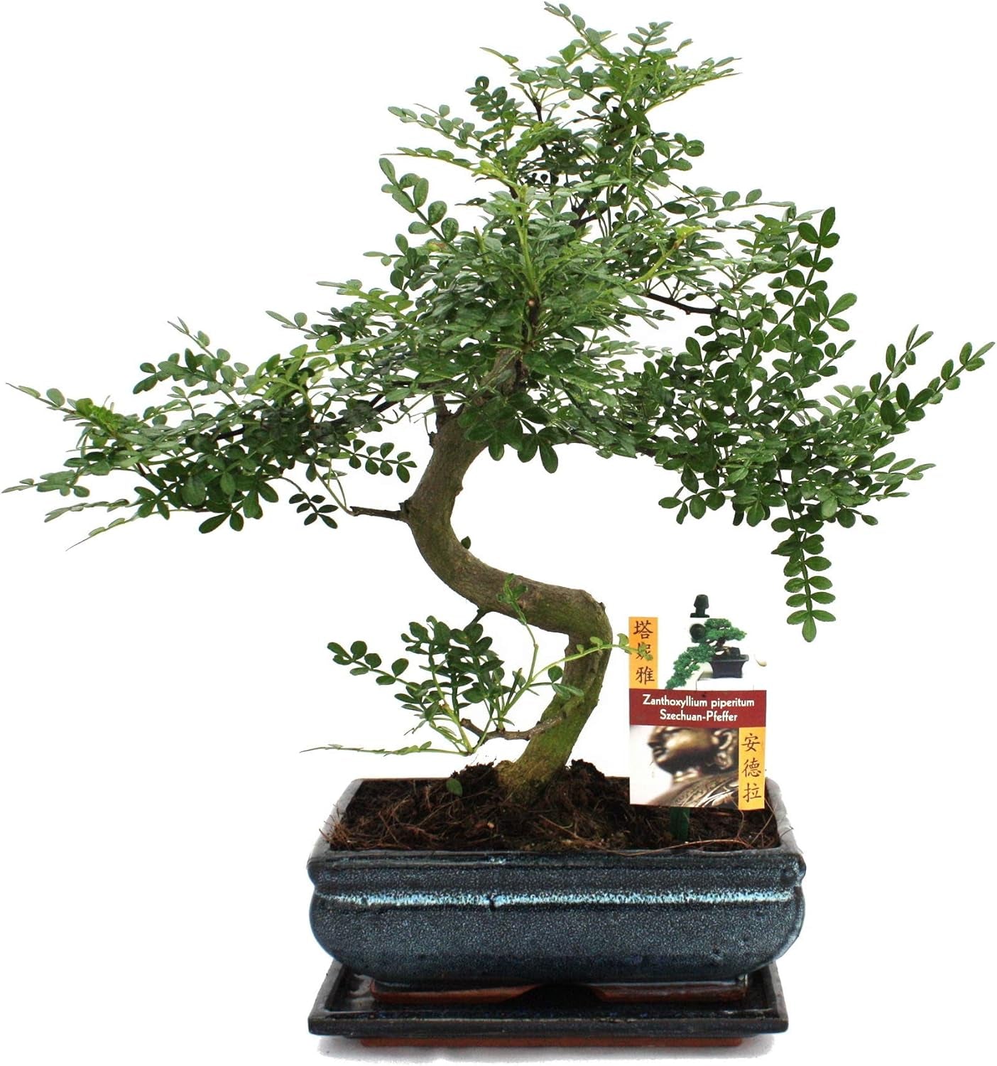 Exotenherz - Bonsai Chinesischer Feigenbaum - Ficus Retusa - Ca. 10 Jahre
