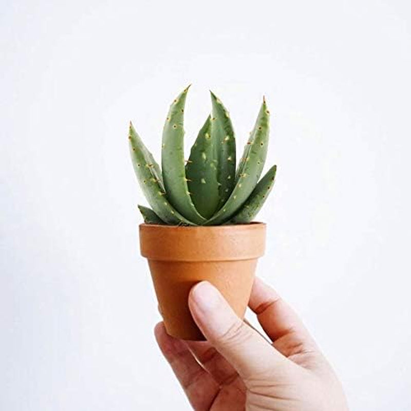 Vdvelde.Com - Ecoworld Mini Sukkulenten Set Echt - 10 Verschiedene Arten Sehr Pflegeleicht, Benötigen Wenig Wasser - 10 Mini Sukkulente Echte Pflanzen Ø 6 Cm - Höhe 8-15 Cm