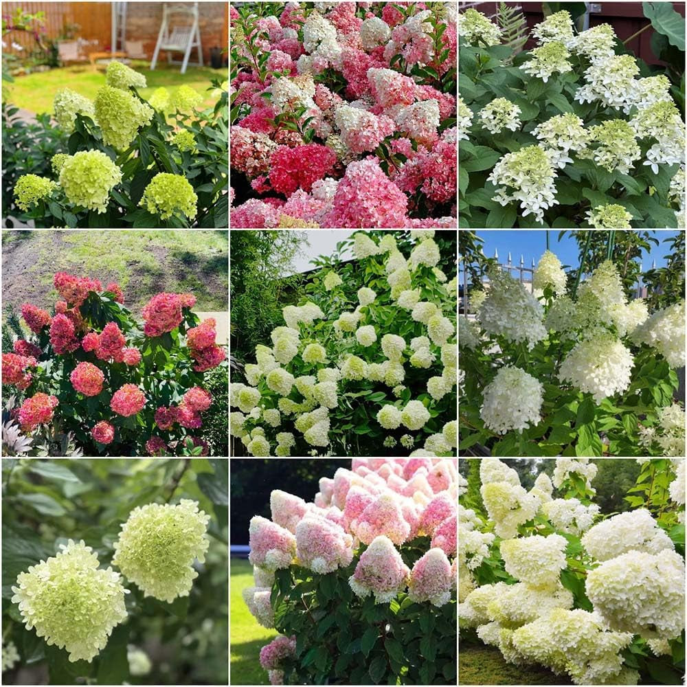 Hortensien Rispenhortensie Winterhart Pflanztopf Rispenhortensien Garden Blumensamen Blühende Sträucher Winterhart 45Samen